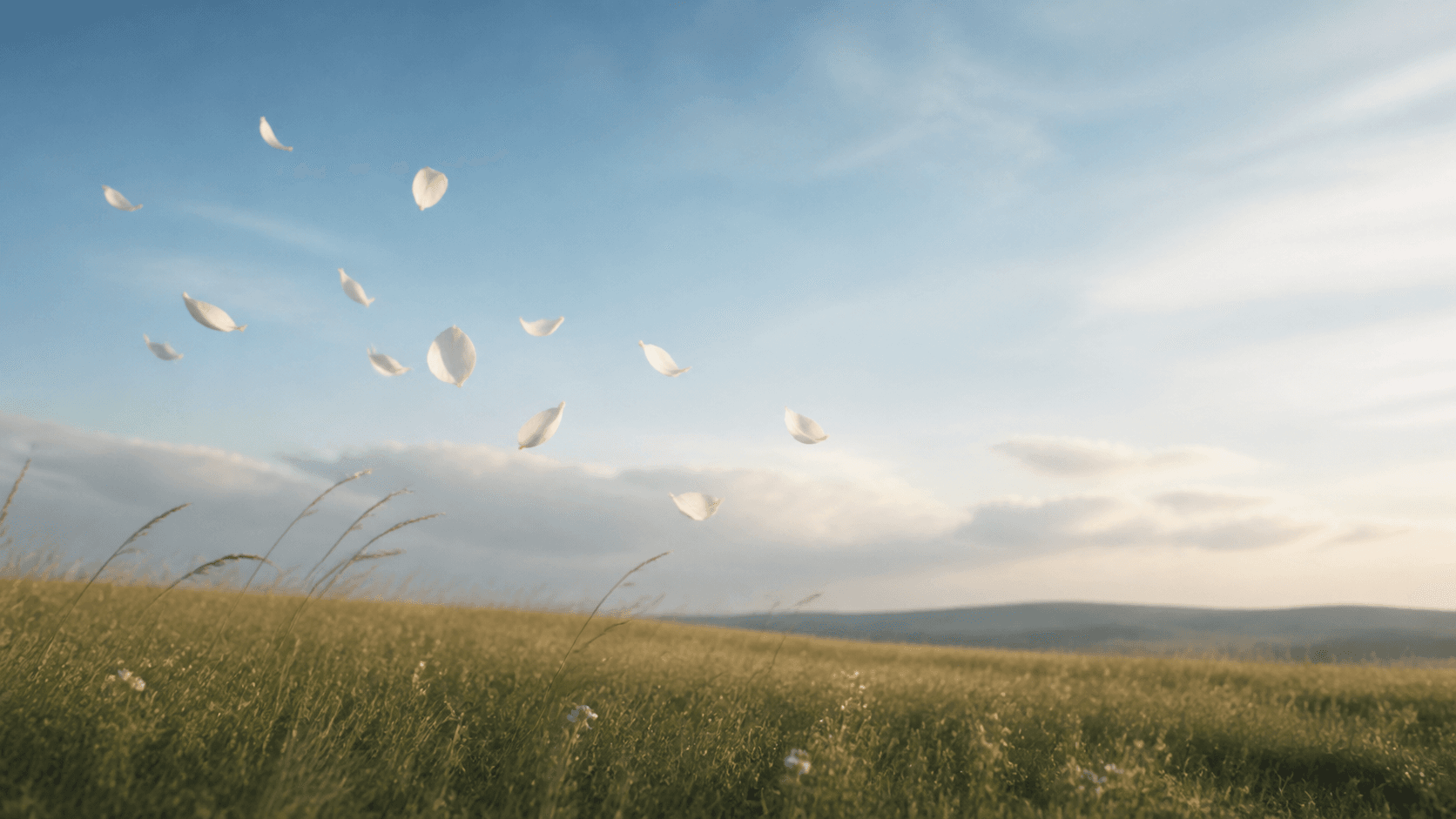 Weiße Blütenblätter im Wind als Symbol für eine Luft- oder Windbestattung